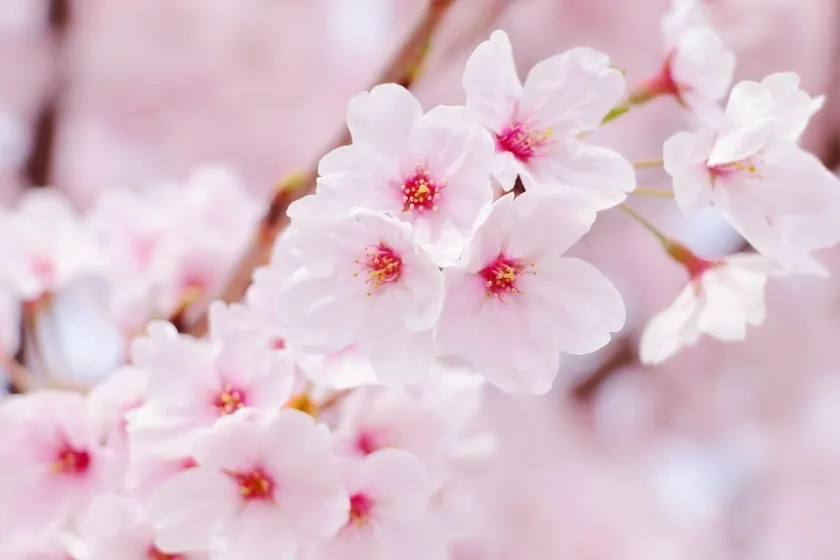 センバツ入場行進曲